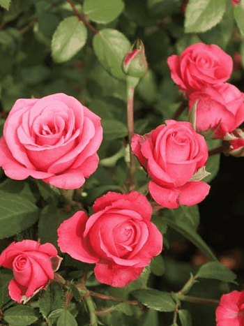 Роза флорибунда Bella Rosa