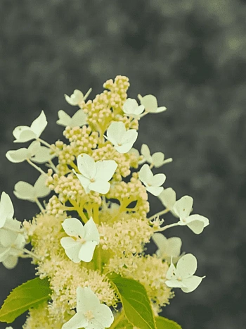 Гортензия метельчатая October Pride