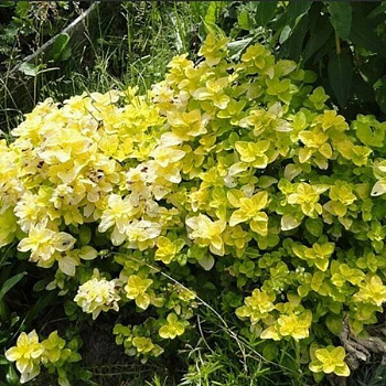 Душица обыкновенная Голд Наггет