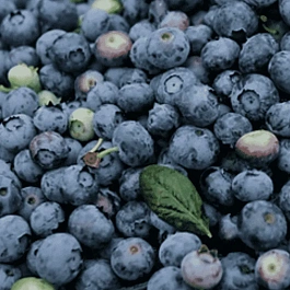 Голубика высокорослая Star