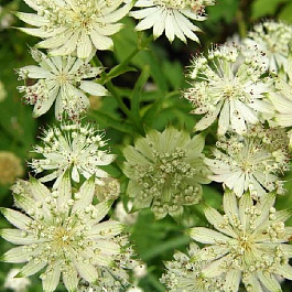 Астранция крупная Шегги