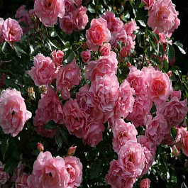 Роза  кустовая Rosario