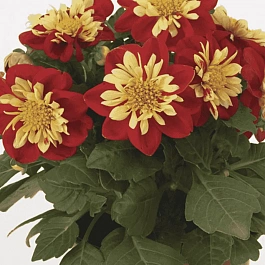 Георгин Dahlietta Surprise Cindy