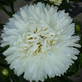 Астра Пот энд Патио Вайт