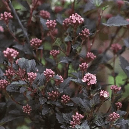 Пузыреплодник калинолистный Little Devil