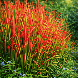 Императа цилиндрическая Red Baron