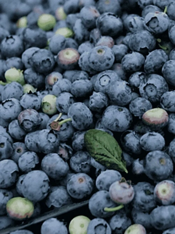 Голубика высокорослая Star