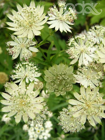 Астранция крупная Шегги