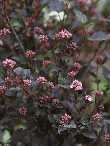 Пузыреплодник калинолистный Little Devil