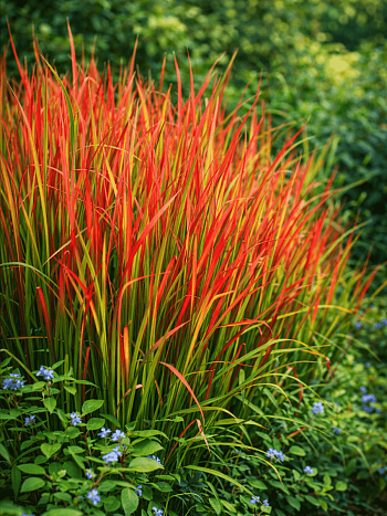 Императа цилиндрическая Red Baron