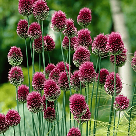 Лук декоративный шароголовый