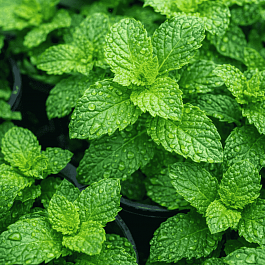 Мята Japanische Mojito Minze