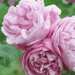 Роза Английская кустовая Mary Rose