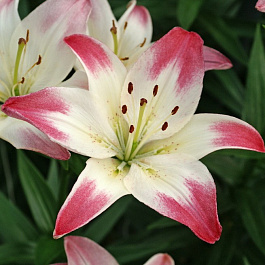 Лилия азиатская Лоллипоп