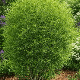 Крушина ломкая Asplenifolia