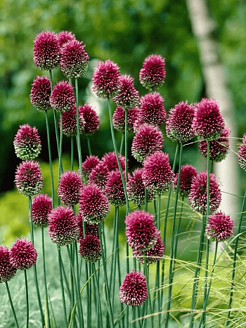 Лук декоративный шароголовый