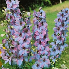 Дельфиниум высокий Моргентау