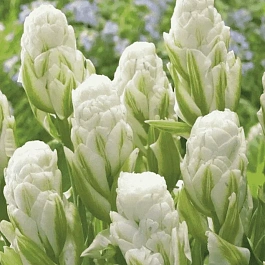 Тюльпан пионовидный Brooklyn