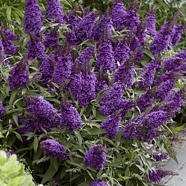 Буддлея давида  Butterfly Candy Little Lila