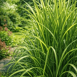 Вейник остроцветковый Eldorado