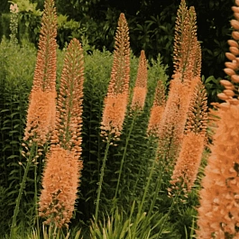 Эремурус Cleopatra