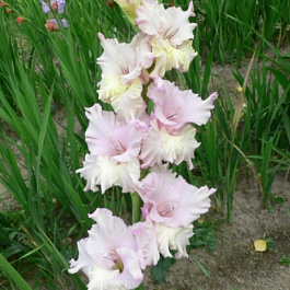 Гладиолус крупноцветковый Бульвар Гладиолус крупноцветковый Бульвар