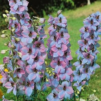 Дельфиниум высокий Моргентау