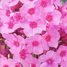 Флокс метельчатый Эден Краш