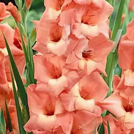 Гладиолус крупноцветковый Джессика