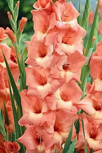 Гладиолус крупноцветковый Джессика