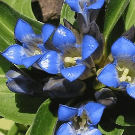 Горечавка крестовидная