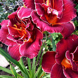 Лилейник Night Embers