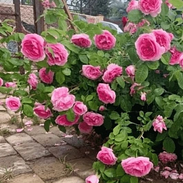 Роза Английская кустовая  Gertrude Jekyll