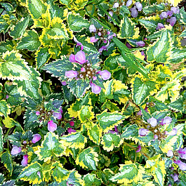 Яснотка пятнистая Голден Эннивесари