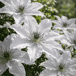 Клематис Snow Queen