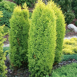 Можжевельник обыкновенный Голд Коне Можжевельник обыкновенный Голд Коне
