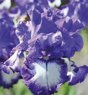 Ирис бородатый Барристер