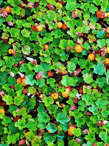 Малина плетистая Betty Ashburner