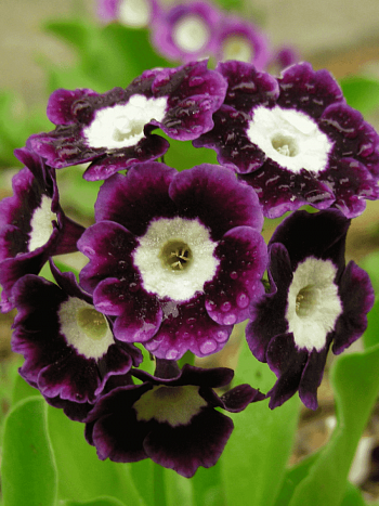 Примула ушковая Joice