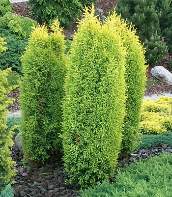 Можжевельник обыкновенный Голд Коне