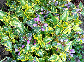 Яснотка пятнистая Голден Эннивесари