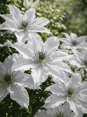 Клематис Snow Queen