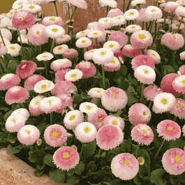 Маргаритка многолетняя Tasso Strawberries Cream