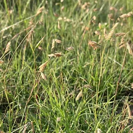 Бухлое двудомное