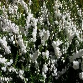 Вереск обыкновенный Kinlochruel