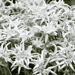 Эдельвейс альпийский