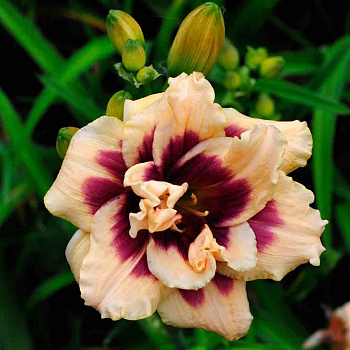 Лилейник гибридный Росвита НАБОР 2ШТ (1+1)