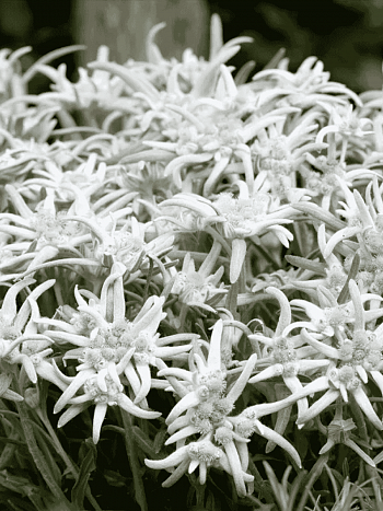 Эдельвейс альпийский