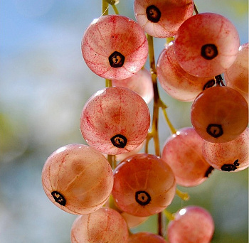 Смородина красная Голландская розовая