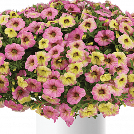 Калибрахоа Ombre Pink